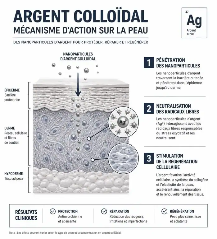 Schéma scientifique illustrant l'action de l'argent colloïdal anti-rides sur la régénération cutanée